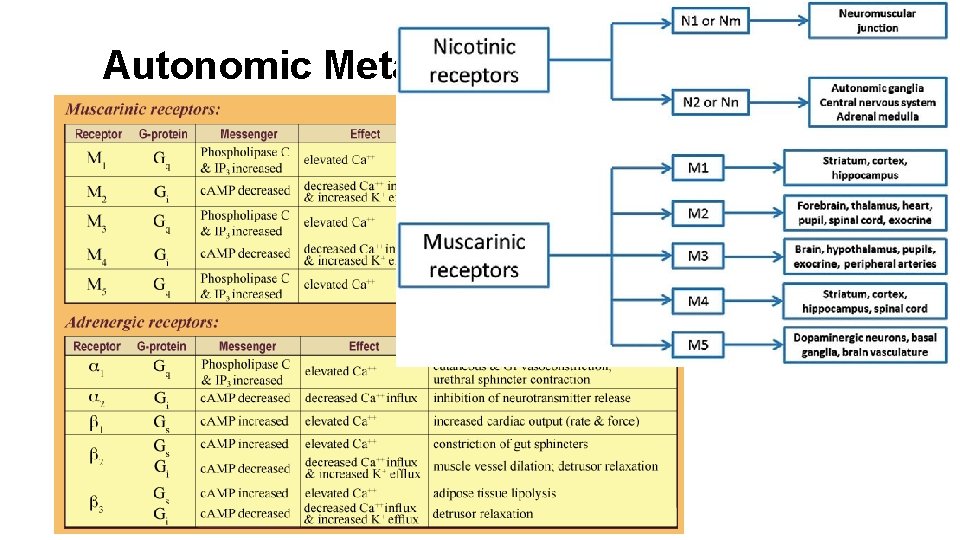 Autonomic Metabotrophic Receptors 