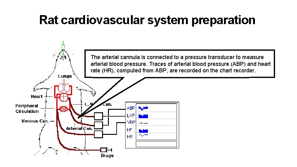 Rat cardiovascular system preparation The arterial cannula is connected to a pressure transducer to