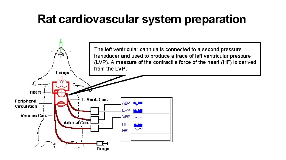 Rat cardiovascular system preparation The left ventricular cannula is connected to a second pressure