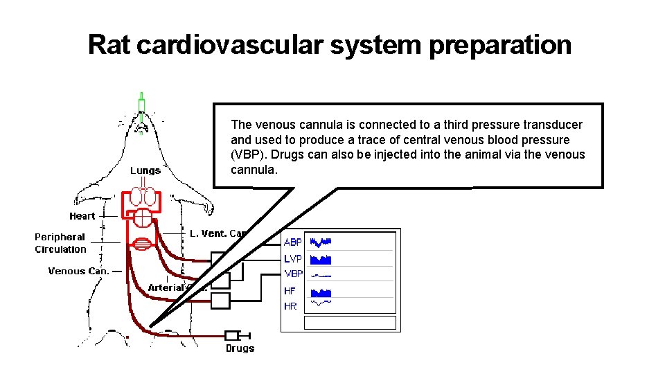Rat cardiovascular system preparation The venous cannula is connected to a third pressure transducer