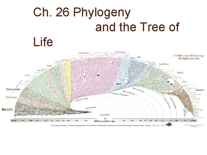 Ch. 26 Phylogeny and the Tree of Life 