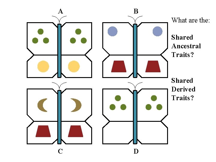 A B What are the: Shared Ancestral Traits? Shared Derived Traits? C D 