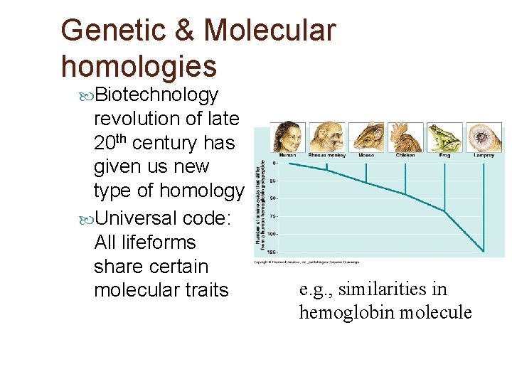 Genetic & Molecular homologies Biotechnology revolution of late 20 th century has given us