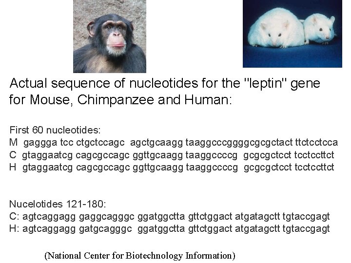 Actual sequence of nucleotides for the "leptin" gene for Mouse, Chimpanzee and Human: First