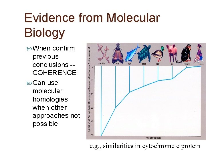 Evidence from Molecular Biology When confirm previous conclusions -COHERENCE Can use molecular homologies when