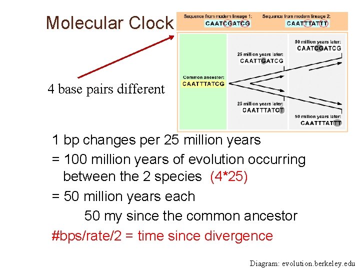 Molecular Clock 4 base pairs different 1 bp changes per 25 million years =
