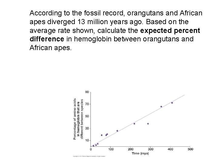 According to the fossil record, orangutans and African apes diverged 13 million years ago.