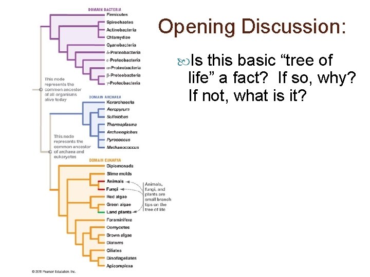 Opening Discussion: Is this basic “tree of life” a fact? If so, why? If