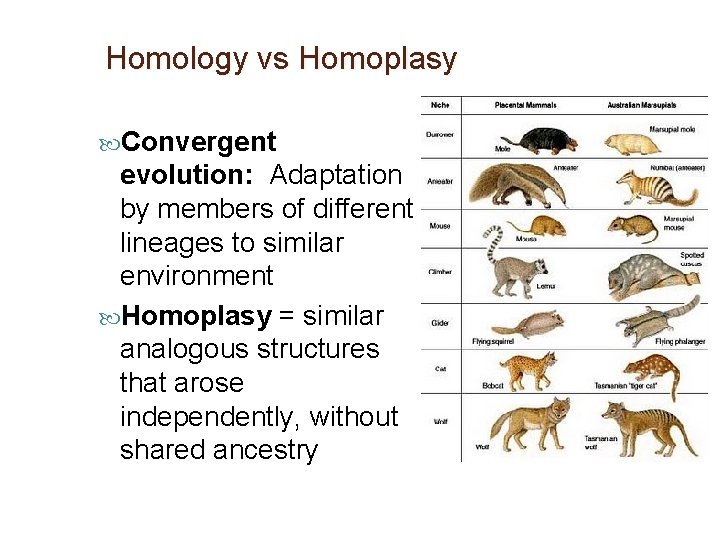 Homology vs Homoplasy Convergent evolution: Adaptation by members of different lineages to similar environment