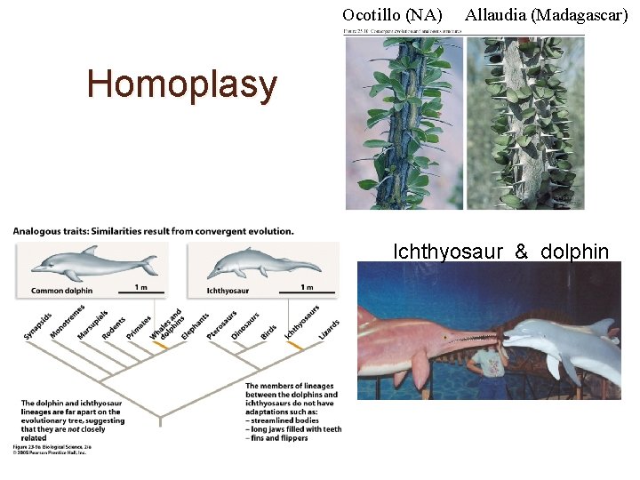 Ocotillo (NA) Allaudia (Madagascar) Homoplasy Ichthyosaur & dolphin 