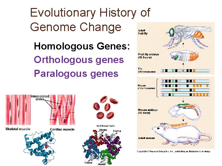 Evolutionary History of Genome Change Homologous Genes: Orthologous genes Paralogous genes 