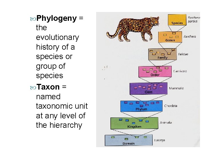 Phylogeny = the evolutionary history of a species or group of species Taxon