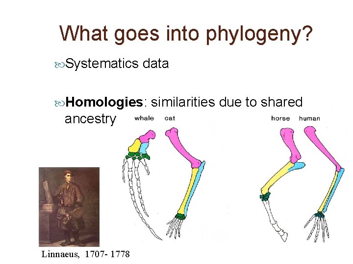 What goes into phylogeny? Systematics data Homologies: ancestry Linnaeus, 1707 - 1778 similarities due