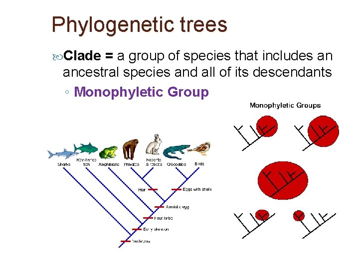 Phylogenetic trees Clade = a group of species that includes an ancestral species and