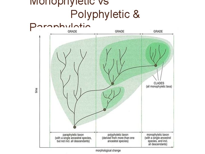 Monophyletic vs Polyphyletic & Paraphyletic 
