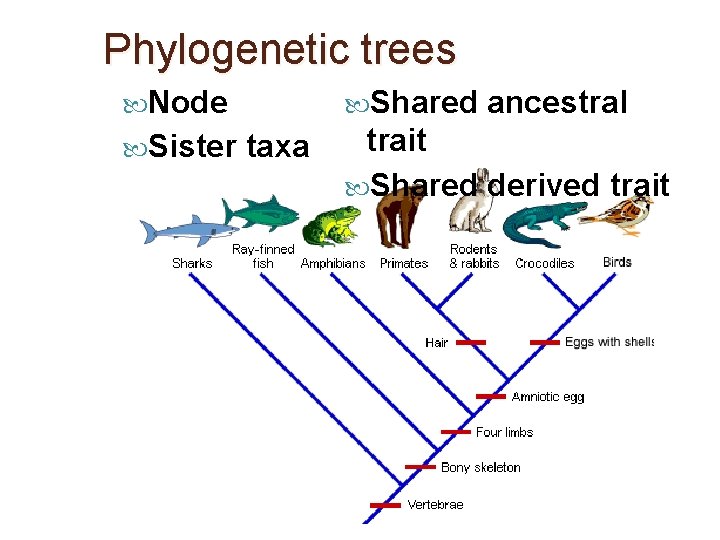 Phylogenetic trees Node Sister Shared taxa ancestral trait Shared derived trait 