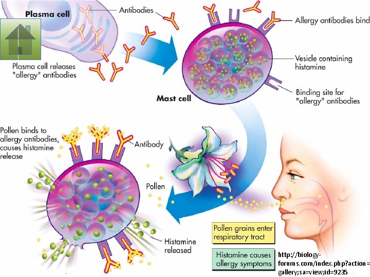 http: //biologyforums. com/index. php? action= gallery; sa=view; id=9235 http: //biologyforums. com/index. php? action= gallery; sa=view; id=9235