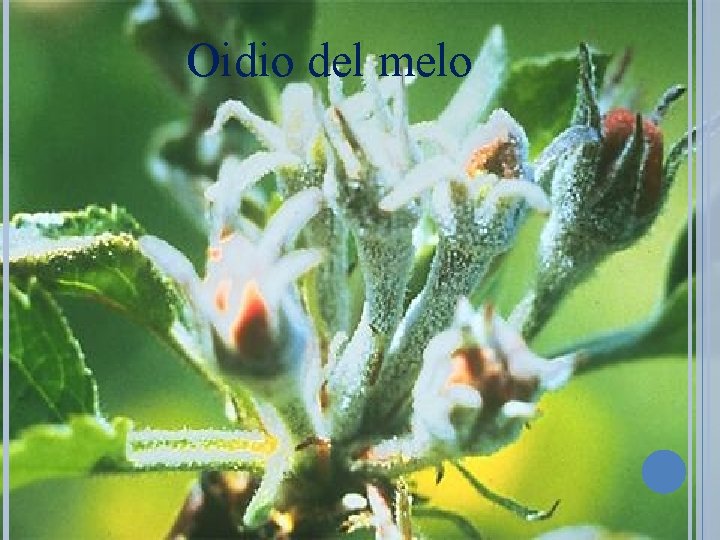 Oidio del melo 