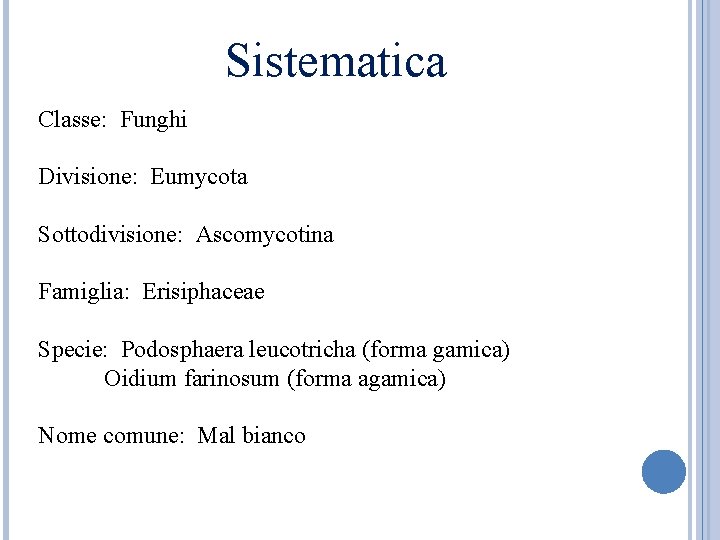 Sistematica Classe: Funghi Divisione: Eumycota Sottodivisione: Ascomycotina Famiglia: Erisiphaceae Specie: Podosphaera leucotricha (forma gamica)