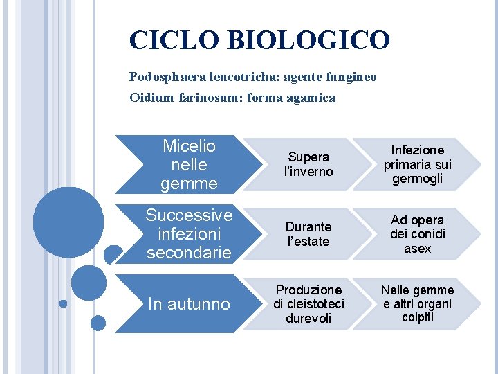 CICLO BIOLOGICO Podosphaera leucotricha: agente fungineo Oidium farinosum: forma agamica Micelio nelle gemme Supera