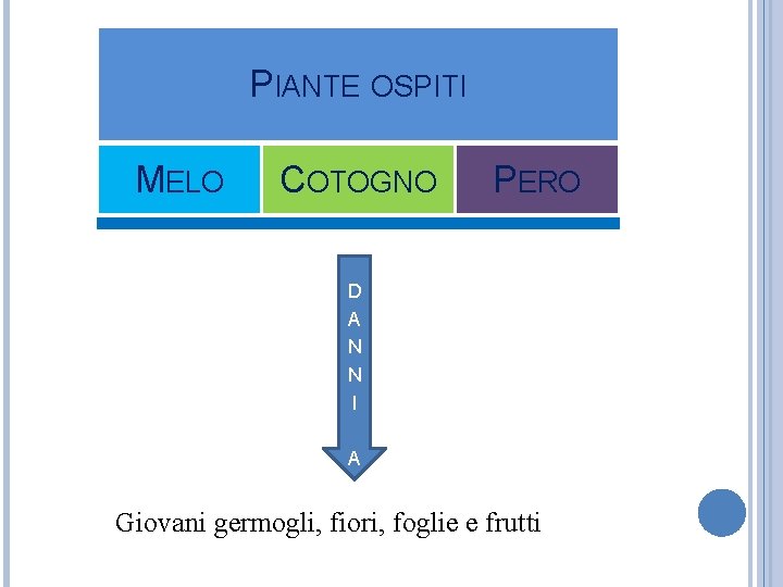 PIANTE OSPITI MELO COTOGNO PERO D A N N I A Giovani germogli, fiori,