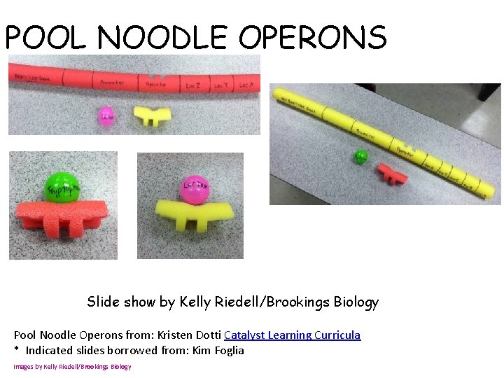 POOL NOODLE OPERONS Slide show by Kelly Riedell/Brookings Biology Pool Noodle Operons from: Kristen