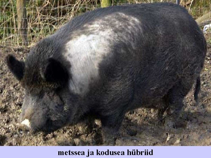 metssea ja kodusea hübriid 