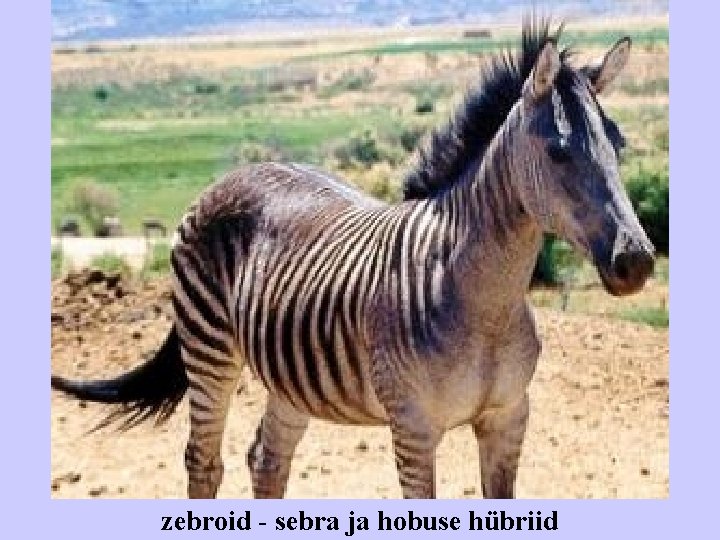 zebroid - sebra ja hobuse hübriid 