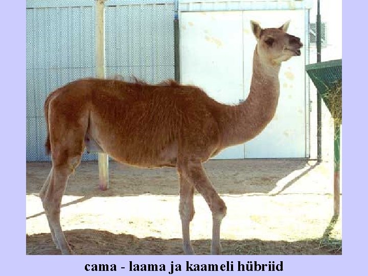 cama - laama ja kaameli hübriid 