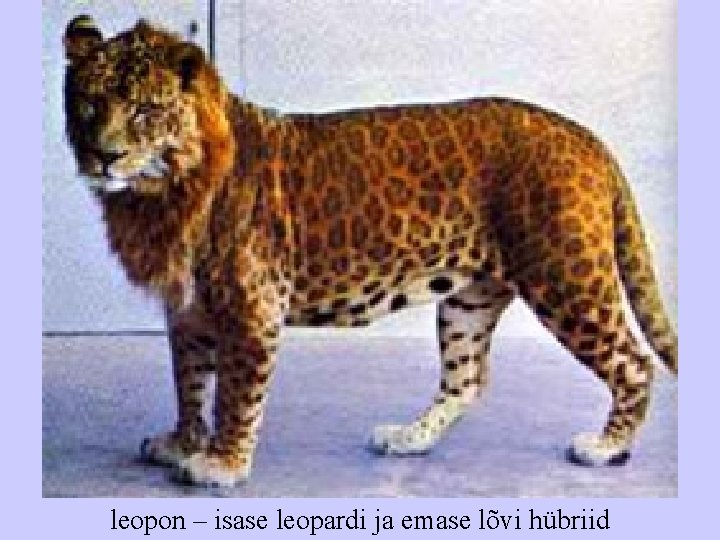 leopon – isase leopardi ja emase lõvi hübriid 
