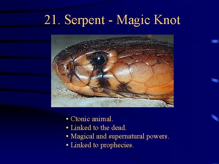 21. Serpent - Magic Knot • Ctonic animal. • Linked to the dead. • 21. Serpent - Magic Knot • Ctonic animal. • Linked to the dead. •