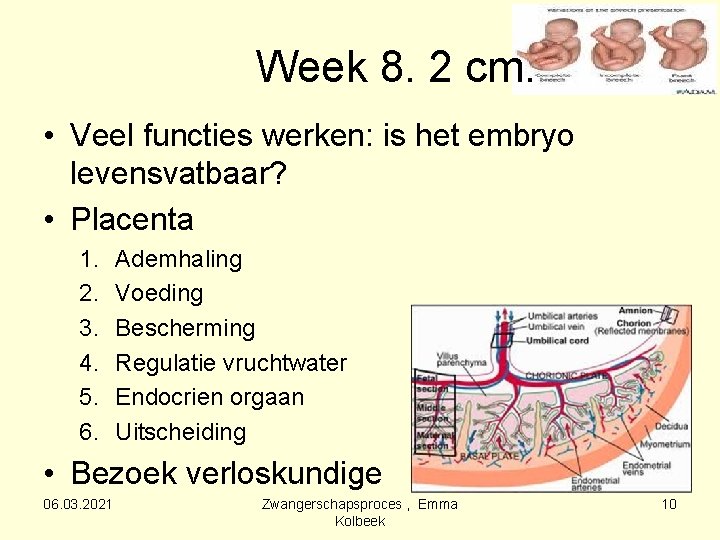 Week 8. 2 cm. • Veel functies werken: is het embryo levensvatbaar? • Placenta