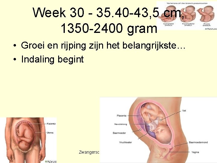 Week 30 - 35. 40 -43, 5 cm, 1350 -2400 gram • Groei en