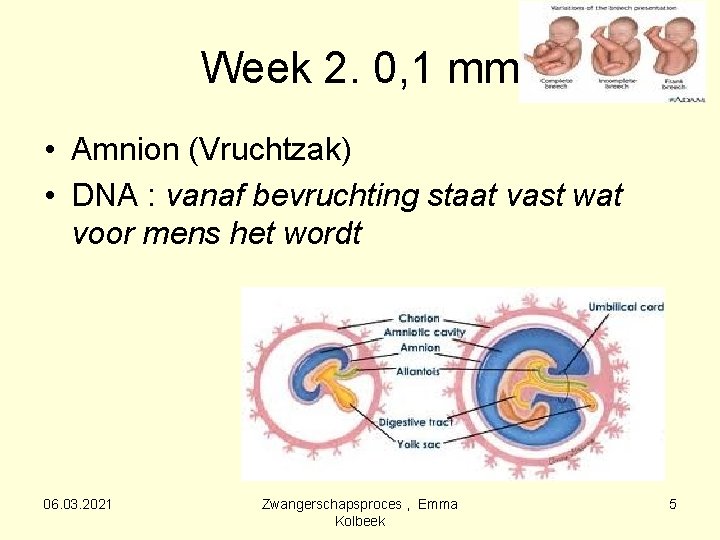 Week 2. 0, 1 mm • Amnion (Vruchtzak) • DNA : vanaf bevruchting staat