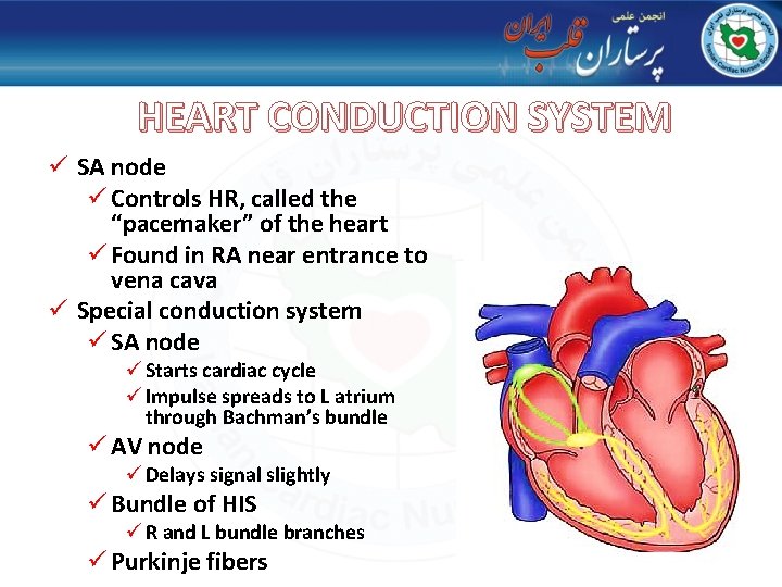HEART CONDUCTION SYSTEM ü SA node ü Controls HR, called the “pacemaker” of the