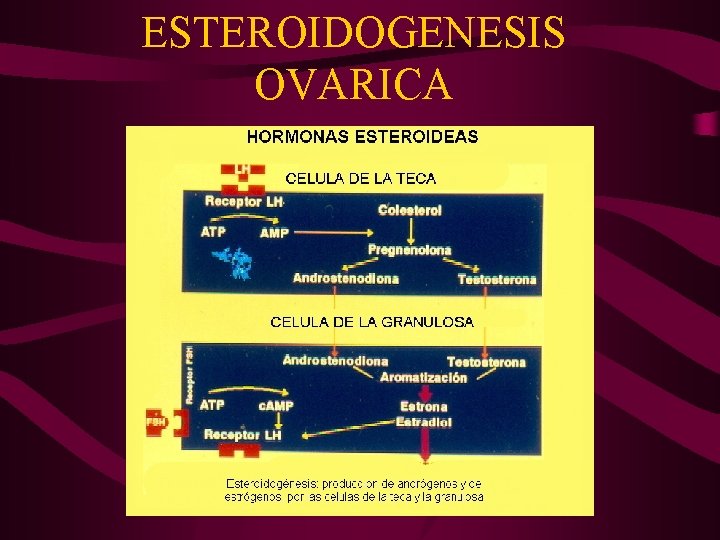 ESTEROIDOGENESIS OVARICA 