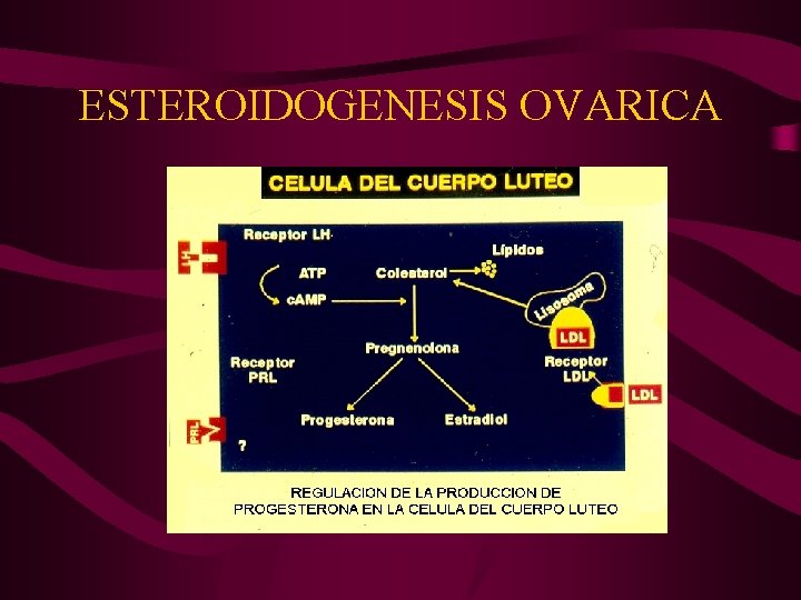 ESTEROIDOGENESIS OVARICA 