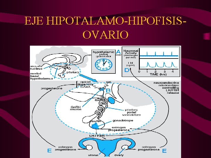 EJE HIPOTALAMO-HIPOFISISOVARIO 