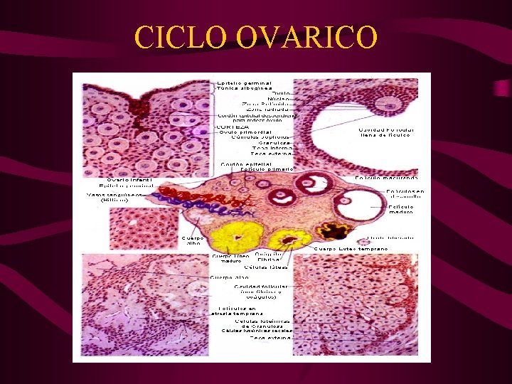 CICLO OVARICO 