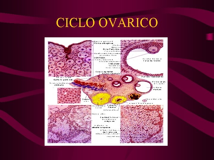 CICLO OVARICO 
