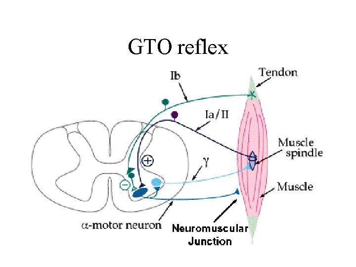 GTO reflex GTO reflex