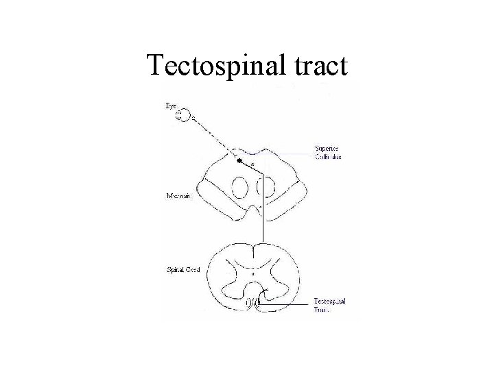 Tectospinal tract Tectospinal tract