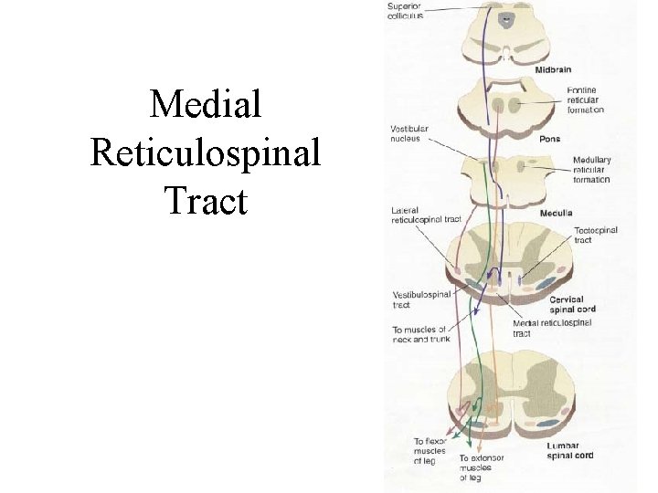 Medial Reticulospinal Tract Medial Reticulospinal Tract