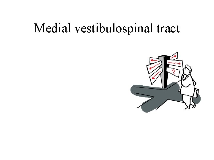 Medial vestibulospinal tract Medial vestibulospinal tract