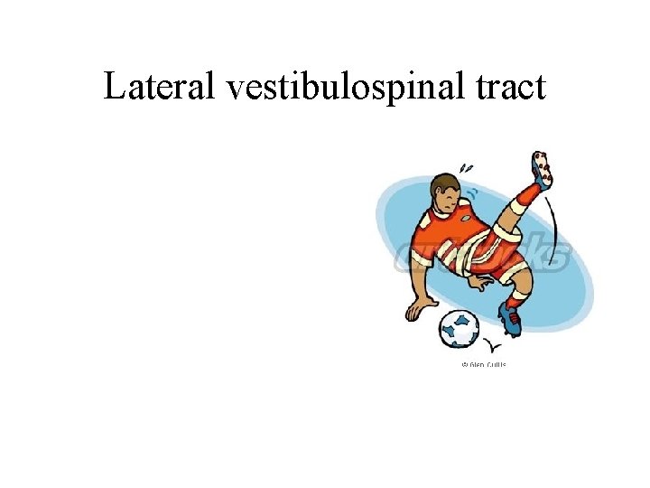 Lateral vestibulospinal tract Lateral vestibulospinal tract