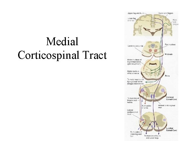 Medial Corticospinal Tract Medial Corticospinal Tract