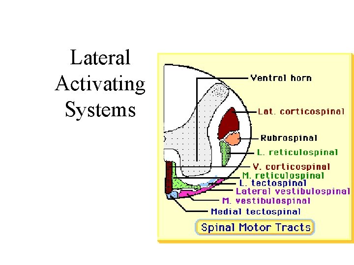Lateral Activating Systems Lateral Activating Systems