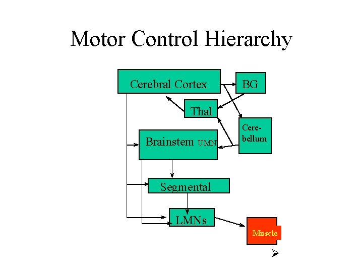 Motor Control Hierarchy Cerebral Cortex BG Thal Brainstem UMN Cerebellum Segmental LMNs Muscle Ø Motor Control Hierarchy Cerebral Cortex BG Thal Brainstem UMN Cerebellum Segmental LMNs Muscle Ø