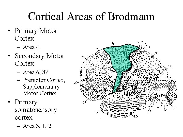 Cortical Areas of Brodmann • Primary Motor Cortex – Area 4 • Secondary Motor Cortical Areas of Brodmann • Primary Motor Cortex – Area 4 • Secondary Motor