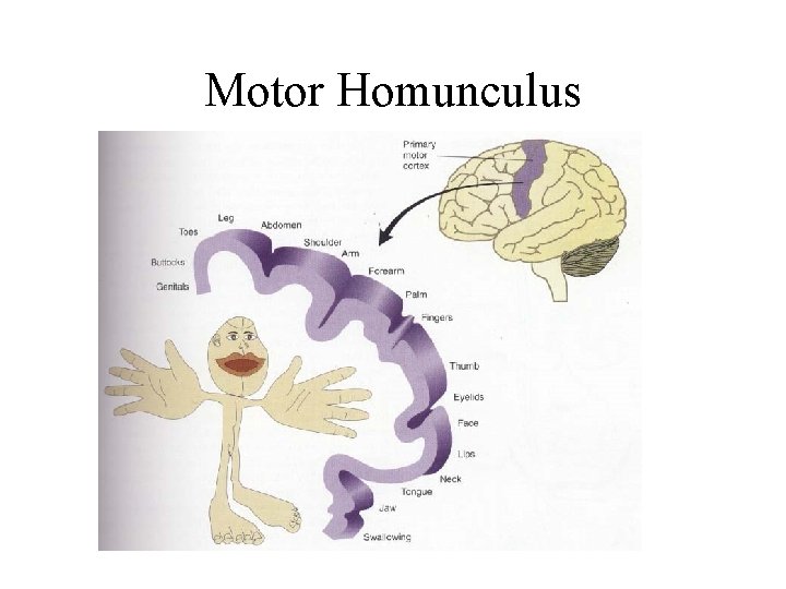 Motor Homunculus Motor Homunculus